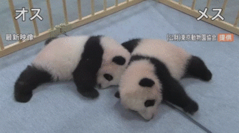 上野動物園 双子パンダの名前決まる.GIF