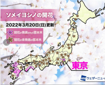東京で桜開花-1.GIF