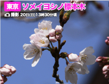 東京で桜開花.GIF